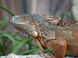 Iguana on a branch in the garden. Close up.