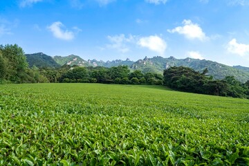 강진 백운동원림(정원)의 월출산다원(강진다원) 녹차빝
