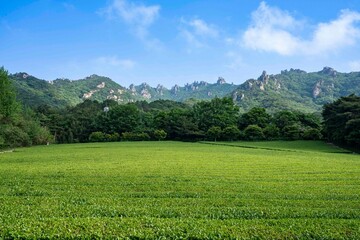 강진 백운동원림(정원)의 월출산다원(강진다원) 녹차빝