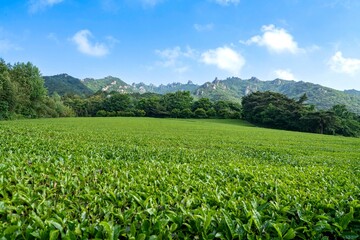 Fototapeta premium 강진 백운동원림(정원)의 월출산다원(강진다원) 녹차빝