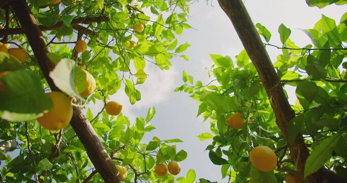 Looking up through the canopy of a lemon tree, bright lemons and green leaves are illuminated by the sunlight filtering through.