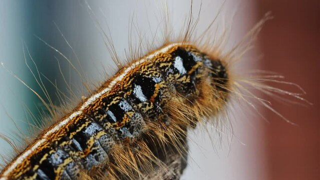 Macro videography of a Grey Dagger (acronicta psi) as a caterpillar 