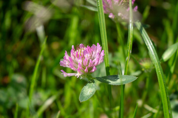 Meadow clover (Trifolium pratense)