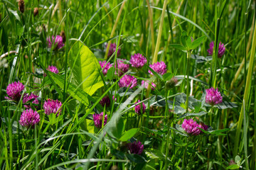 Obraz premium Meadow clover (Trifolium pratense)