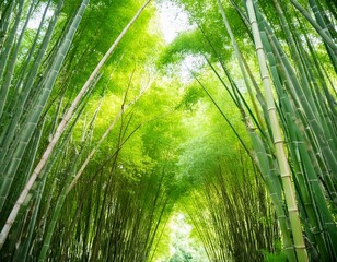 green bamboo forest background with lots of bokeh and blur