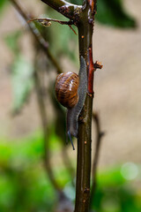 snail on a branch