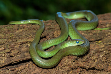 A beautiful green water snake (Philothamnus hoplogaster) on a fallen tree in the wild