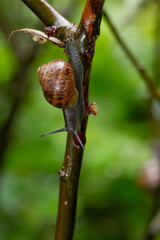 snail on a branch