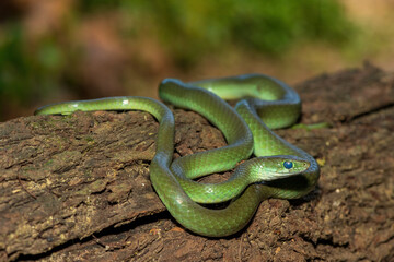 A beautiful green water snake (Philothamnus hoplogaster) on a fallen tree in the wild
