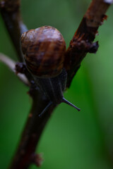 snail on a branch
