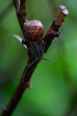 snail on a branch