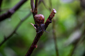 snail on a branch