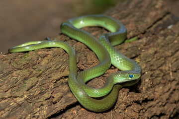 Obraz premium A beautiful green water snake (Philothamnus hoplogaster) on a fallen tree in the wild