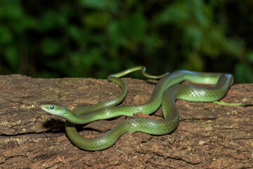 A beautiful green water snake (Philothamnus hoplogaster) on a fallen tree in the wild
