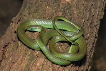 A beautiful green water snake (Philothamnus hoplogaster) on a fallen tree in the wild