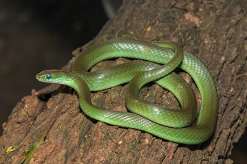 Fototapeta premium A beautiful green water snake (Philothamnus hoplogaster) on a fallen tree in the wild
