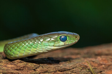 Obraz premium A beautiful green water snake (Philothamnus hoplogaster) on a fallen tree in the wild