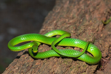 A beautiful green water snake (Philothamnus hoplogaster) on a fallen tree in the wild