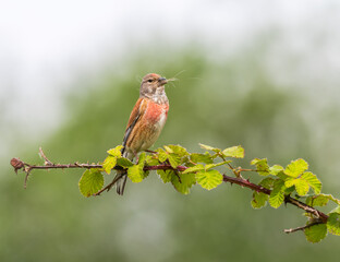 Common linnet, Linaria cannabina, bird on a branch