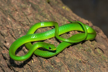 Obraz premium A beautiful green water snake (Philothamnus hoplogaster) on a fallen tree in the wild