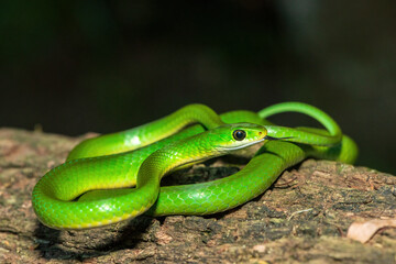 A beautiful green water snake (Philothamnus hoplogaster) on a fallen tree in the wild