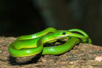 A beautiful green water snake (Philothamnus hoplogaster) on a fallen tree in the wild