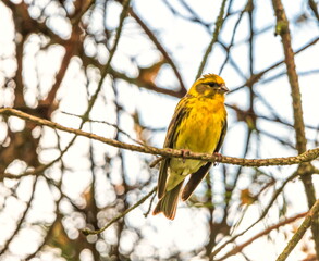 European serin, Serinus serinus, bird on a branch