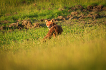 Fuchs auf der Futtersuche am Abend bei Sonnenuntergang