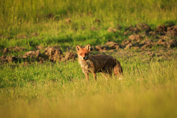 Fuchs auf der Futtersuche am Abend bei Sonnenuntergang