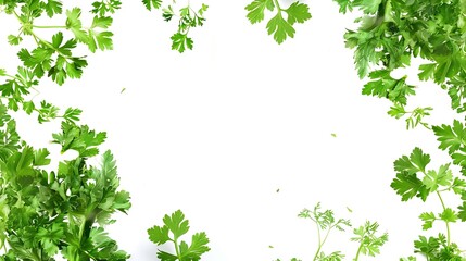 Fresh green vegan vitamin parsley isolated on white background : Generative AI