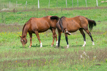 Obraz premium Horses grazing on the prairie Pasture fields