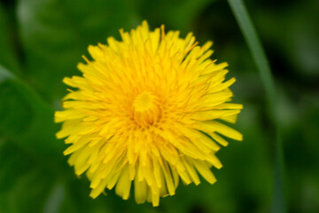 Edible fresh yellow blowball dandelion flowers, spring, summer