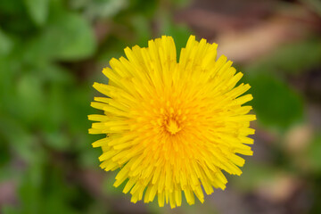 Edible fresh yellow blowball dandelion flowers, spring, summer