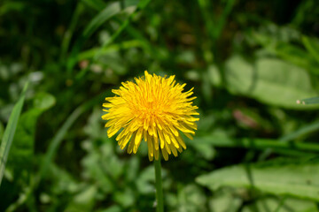 Edible fresh yellow blowball dandelion flowers, spring, summer