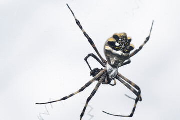 Tiger spider on the yard  Predator  