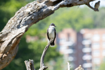 front view of an Eastern Kingbird with head turned to the side perched on a branch on a sunny day