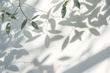 Obraz premium Abstract Background with Leaf Shadows on White Wall