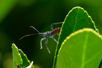 Fototapeta premium Macrofotografía de insectos en el bosque