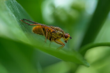 Macrofotografía de insectos en el bosque