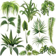 Obraz premium A vibrant and dense jungle vegetation set isolated on a white background. Perfect for nature-themed designs, tropical events, and environmental presentations.