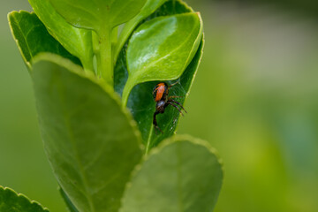 Macrofotografía de insectos en el bosque