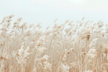 Abstract Beige Background with Tall Grass in Boho Style