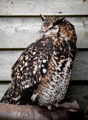 Eurasian eagle-owl (Bubo bubo)