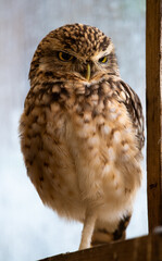 Little Owl (Athene noctua)