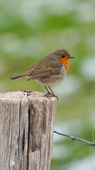 Rotkehlchen auf Holzpfahl in der Seitenansicht