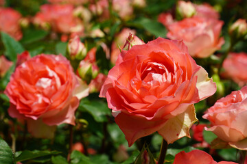 Queen of May Red Roses