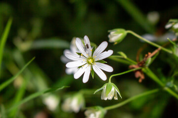 large star-weed - Stellaria holostea - white - detail view