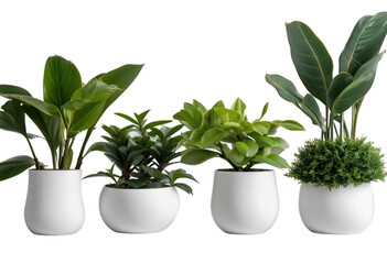 Obraz premium olated path png cutout background plants collection clipping ornamental transparent white pots 