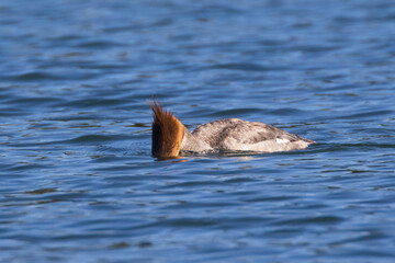 Female common merganser Mergus merganser photographed in Blue Lake in Lassen County California with its face in the water looking for prey