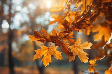 Golden lit oak leaves with soft focus backdrop